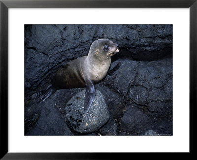 Galapagos Fur Seal, Young, Galapagos by Gerard Soury Pricing Limited Edition Print image