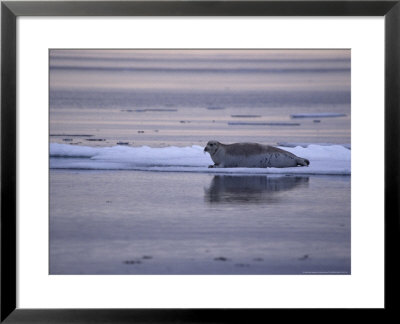Bearded Seal On Ice Floe, Nunavut, Canada by Gerard Soury Pricing Limited Edition Print image