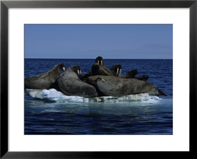 Walrus, Group On Ice Floe, Canada by Gerard Soury Pricing Limited Edition Print image