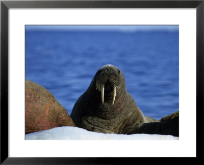 Walrus, Group On Ice, Canada by Gerard Soury Pricing Limited Edition Print image