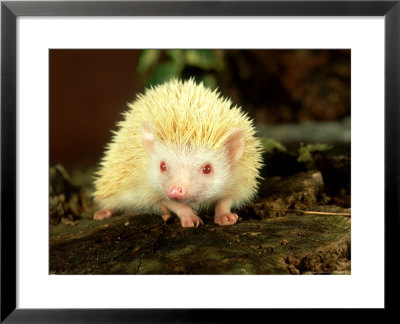 Four-Toed Hedgehog, Albino by Les Stocker Pricing Limited Edition Print image