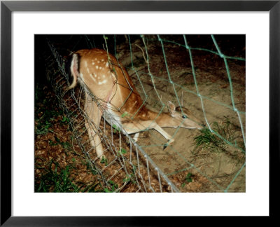 Fallow Deer, Trapped In Fence, England, Uk by Les Stocker Pricing Limited Edition Print image