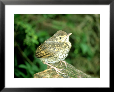 Song Thrush, Young, England, Uk by Les Stocker Pricing Limited Edition Print image