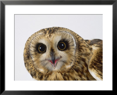 Short-Eared Owl, Asio Flammeus by Les Stocker Pricing Limited Edition Print image