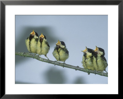 Great Tit, Young by Les Stocker Pricing Limited Edition Print image