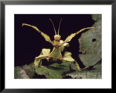 Stick Insect, Extatosoma Tiaratum by Sinclair Stammers Pricing Limited Edition Print image
