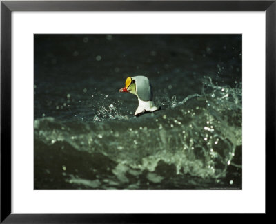 King Eider, Drake In Water, Scotland by David Tipling Pricing Limited Edition Print image