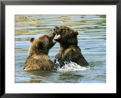 Alaskan Brown Bear, Two Bears Fighting In Water, Alaska by Roy Toft Pricing Limited Edition Print image