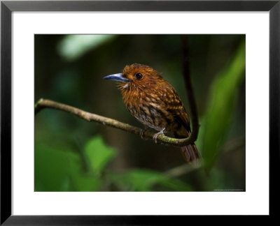 White-Whiskered Puffbird, Perched On Branch In Forest, Costa Rica by Roy Toft Pricing Limited Edition Print image