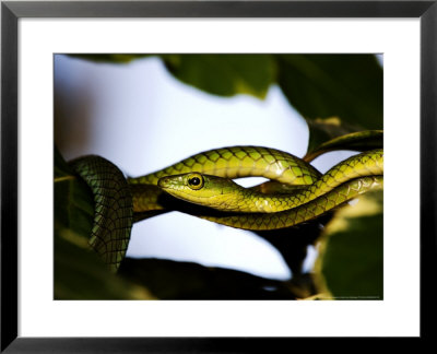 Speckled Green Snake, Zanzibar by Ariadne Van Zandbergen Pricing Limited Edition Print image