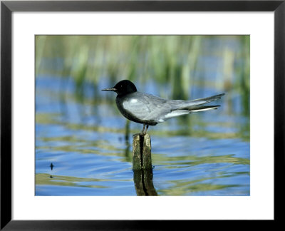 Black Tern, St. Albans Bay, Usa by Gustav Verderber Pricing Limited Edition Print image