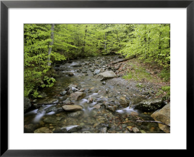 Beech Stream, Quebec, Canada by Robert Servranckx Pricing Limited Edition Print image