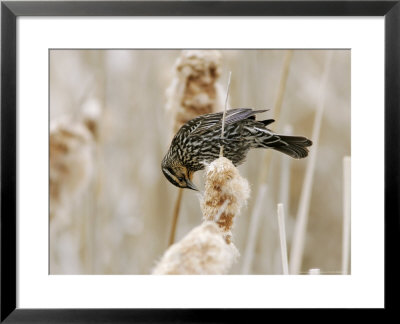 Red-Winged Blackbird On Cattail, Canada by Robert Servranckx Pricing Limited Edition Print image