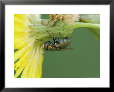 Fly On Dandelion, Quebec, Canada by Robert Servranckx Pricing Limited Edition Print image