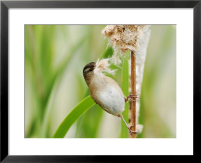 Marsh Wren, Plucking Nesting Material From Cattail, Ile Bizard Nature Park, Quebec, Canada by Robert Servranckx Pricing Limited Edition Print image