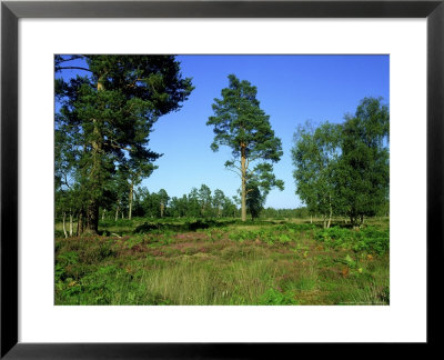 Witley Common, Surrey, Uk by Ian West Pricing Limited Edition Print image
