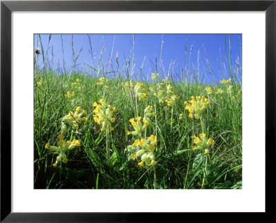 Cowslip, Flowering, Uk by Ian West Pricing Limited Edition Print image