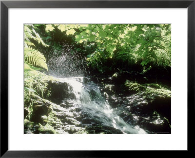Comb Gill Flowing Down Toward Thirlmere, Cumbria, Uk by Ian West Pricing Limited Edition Print image