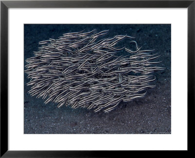 Catfish Shoal, Komodo, Indonesia by Mark Webster Pricing Limited Edition Print image