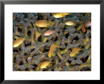 Anthias, Komodo, Indonesia by Mark Webster Pricing Limited Edition Print image
