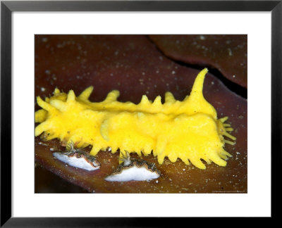 Sea Cucumber, Komodo, Indonesia by Mark Webster Pricing Limited Edition Print image