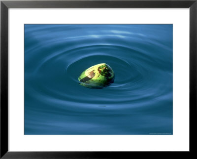 Coconut In Water, Indonesia by Scott Winer Pricing Limited Edition Print image