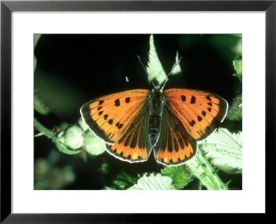 Large Copper, Female by John Woolmer Pricing Limited Edition Print image