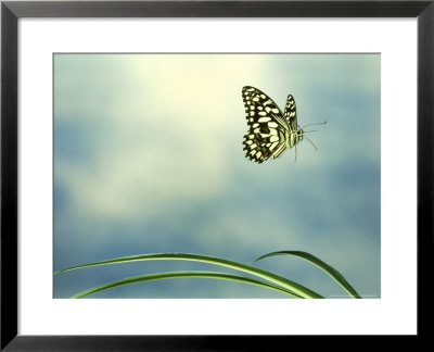 Checkered Swallowtail In Flight by Barrie Watts Pricing Limited Edition Print image
