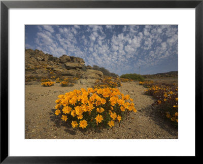 Annual Spring Wild Daisies, Namaqualand, Northern Cape, South Africa, Africa by Steve & Ann Toon Pricing Limited Edition Print image