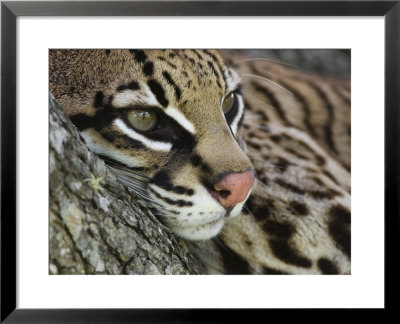 Ocelot Female Resting On Mesquite Tree, Welder Wildlife Refuge, Sinton, Texas, Usa by Rolf Nussbaumer Pricing Limited Edition Print image