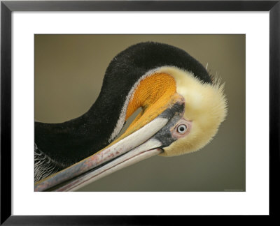 Close-Up Of Brown Pelican Preening, La Jolla, California, Usa by Arthur Morris Pricing Limited Edition Print image