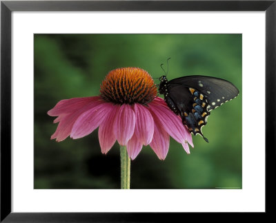 Spicebush Swallowtail On Mullin, Rochester, Michigan, Usa by Claudia Adams Pricing Limited Edition Print image