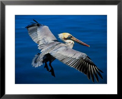 Male Brown Pelican In Breeding Plumage, Mexico by Charles Sleicher Pricing Limited Edition Print image