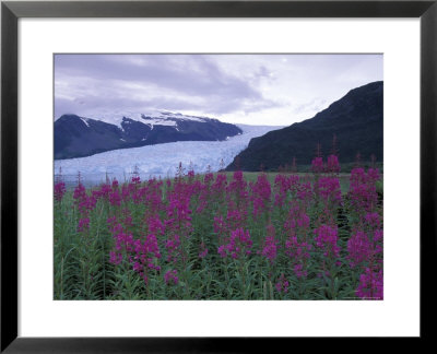 Fireweed In Aialik Glacier, Kenai Fjords National Park, Alaska, Usa by Paul Souders Pricing Limited Edition Print image