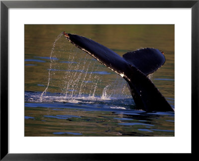 Surfacing Humpback Whale, Inside Passage, Southeast Alaska, Usa by Stuart Westmoreland Pricing Limited Edition Print image