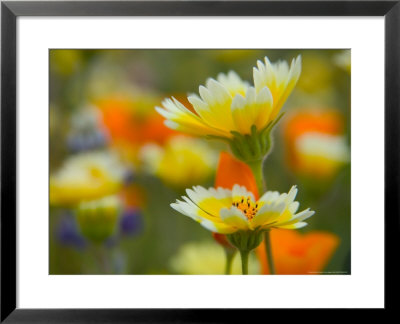 Tiddy Tips And Poppies, Shell Creek, California, Usa by Terry Eggers Pricing Limited Edition Print image