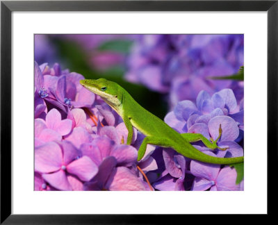 Lizard On Hydrangea, Savannah, Georgia, Usa by Joanne Wells Pricing Limited Edition Print image