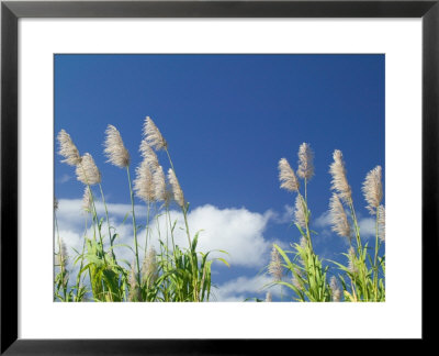 Back Country Sugar Cane Field, Kauai, Hawaii, Usa by Terry Eggers Pricing Limited Edition Print image