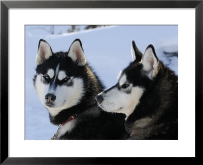 Siberian Husky Sled Dogs Pair In Snow, Northwest Territories, Canada March 2007 by Eric Baccega Pricing Limited Edition Print image