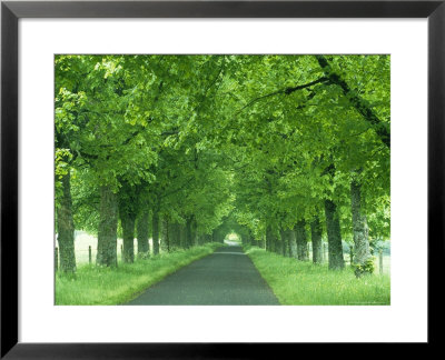 Trees Line Rural Road Near Orcival In The Auvergne, France by Michael Busselle Pricing Limited Edition Print image