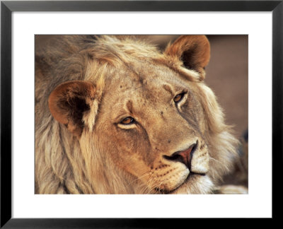 Close-Up Of A Lion (Panthera Leo), Mashatu Game Reserve, Botswana, Africa by Sergio Pitamitz Pricing Limited Edition Print image