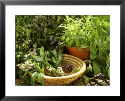 Various Types Of Sage by Roland Krieg Pricing Limited Edition Print image