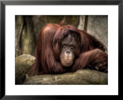 Sophia by Stephen Arens Pricing Limited Edition Print image