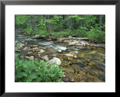 False Hellebore, Lyman Brook, The Nature Conservancy's Bunnell Tract, New Hampshire, Usa by Jerry & Marcy Monkman Pricing Limited Edition Print image