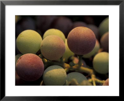 Grape Cluster In Veraison, Seven Hills Vineyard, Umatilla County, Oregon, Usa by Brent Bergherm Pricing Limited Edition Print image