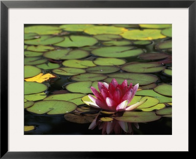 Water Lily Bloom, Woodland Park Rose Garden, Seattle, Washington, Usa by Darrell Gulin Pricing Limited Edition Print image
