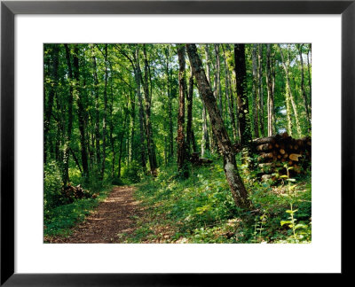Track Through Forest At Chateau De Villandry In The Loire Valley, Villandry, France by Diana Mayfield Pricing Limited Edition Print image