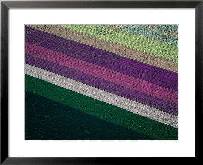 Flower Farm At Imperial Valley, California, Usa by Jim Wark Pricing Limited Edition Print image