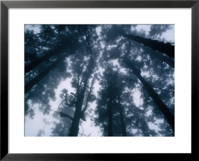 Mist Shrouding Trees, Langtang, Bagmati, Nepal by Chester Jonathan Pricing Limited Edition Print image