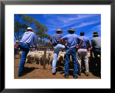 Buyers Watch Intently At Sheep Auction In Rural Victoria, Victoria, Australia by Phil Weymouth Pricing Limited Edition Print image
